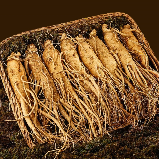 농협선별 금산 인삼 (삼계/난발)