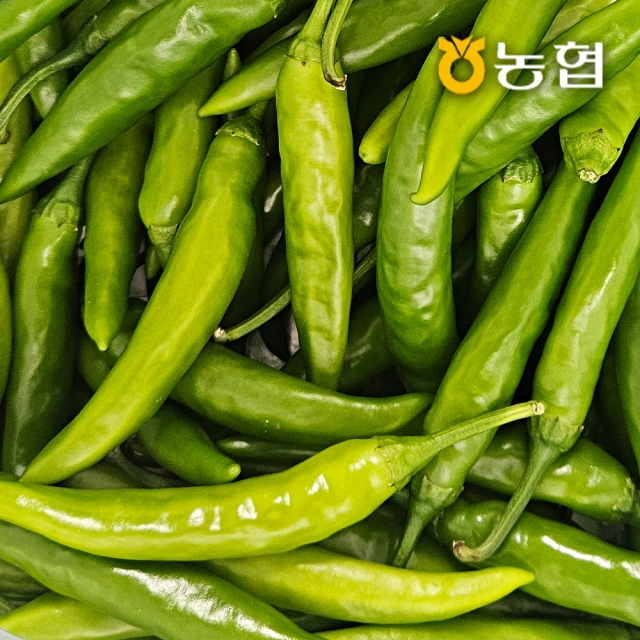 농협선별 신선한 청양고추 1kg