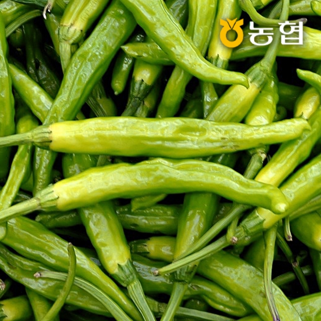 농협선별 신선한 꽈리고추 1kg