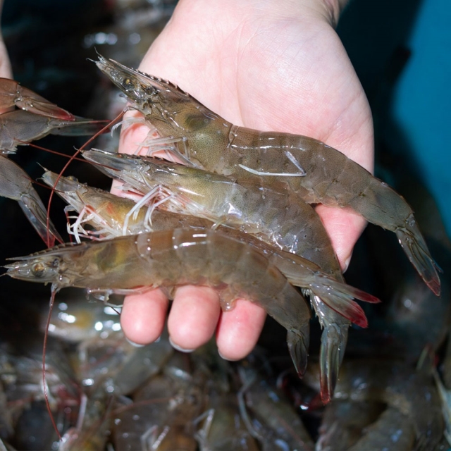 25년 제철 활 새우 1kg (흰다리새우)