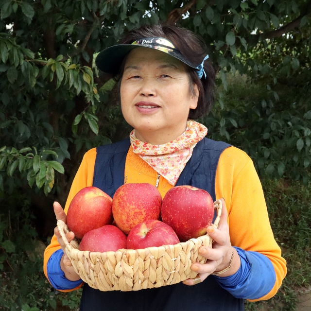 당도측정 부사 사과(경북 안동)