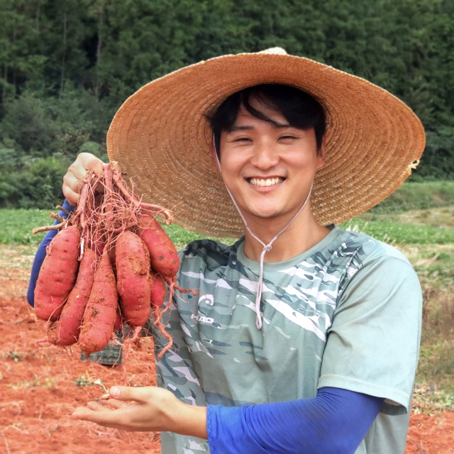 고구마(전라남도 영암)