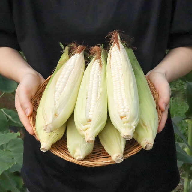 미백 찰옥수수