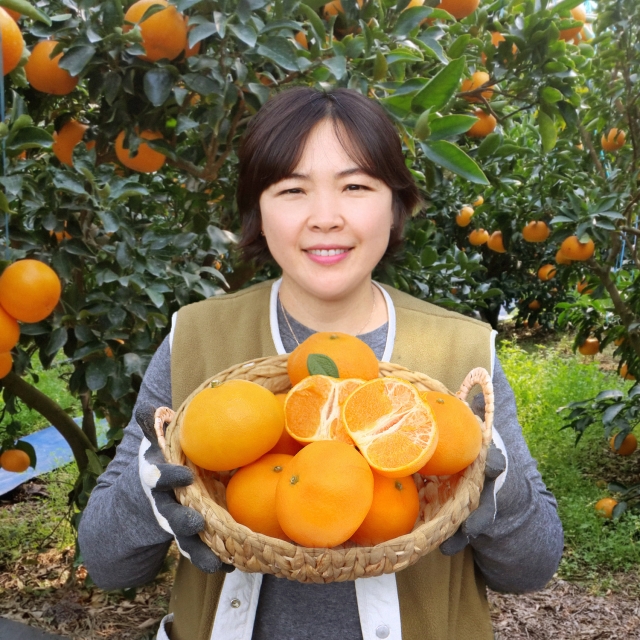 천혜향(제주특별자치도)