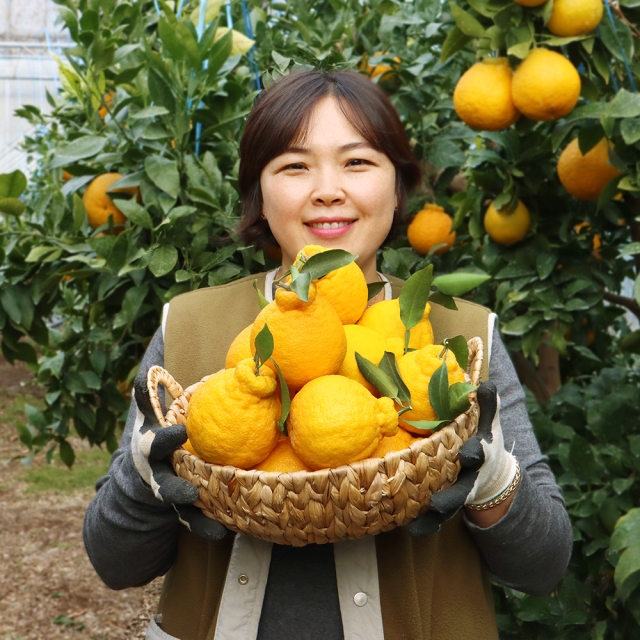 한라봉(제주특별자치도)