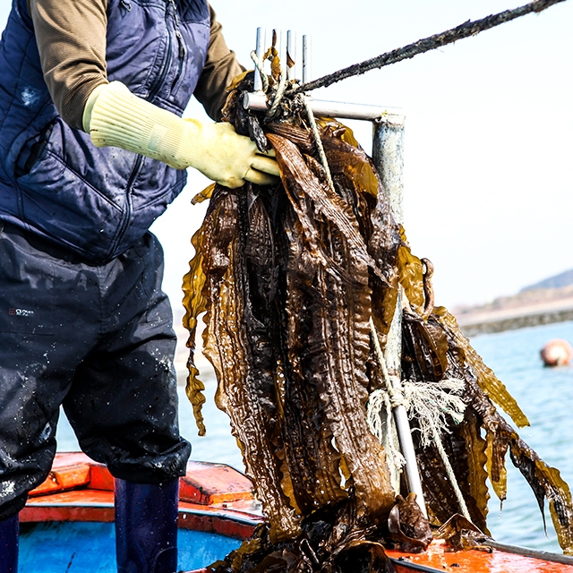 당일조업 생 곰피미역 쇠미역 1kg / 2kg