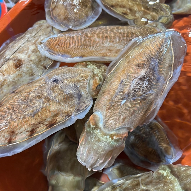 [장사의신 장신몰] 제철 생물 갑오징어 1kg 활 대왕 오징어 회
