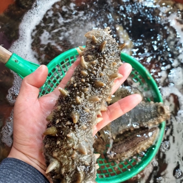 바다의 산삼 해삼 500g (5-8미 내외)
