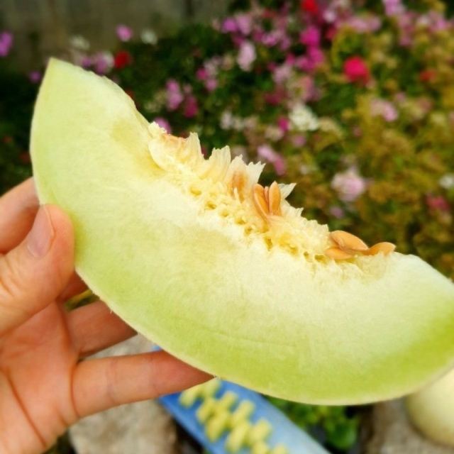 하니원 메론 4수 (4,5kg)