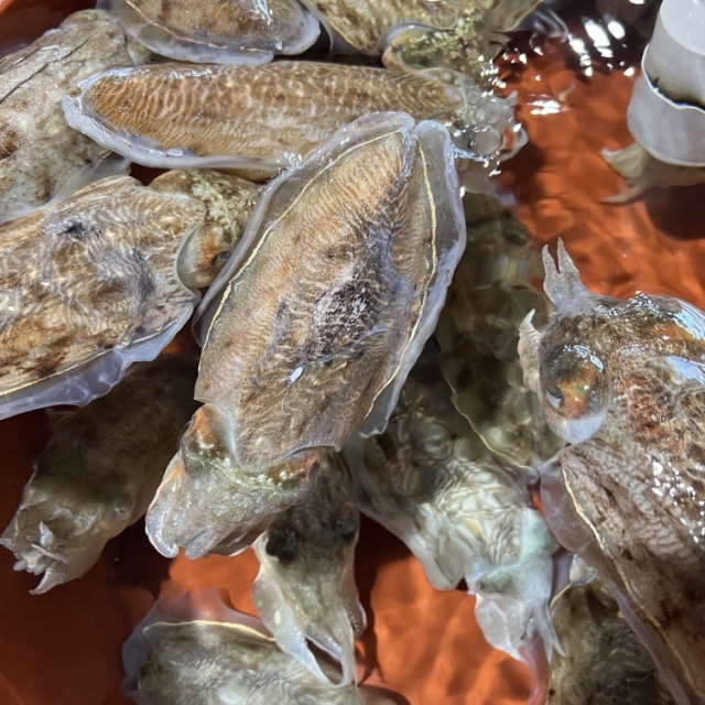  활 통갑오징어 대짜 1kg (2-4미) 