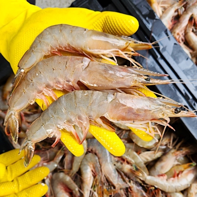 급냉 자연산 대하 1kg (30미내외)