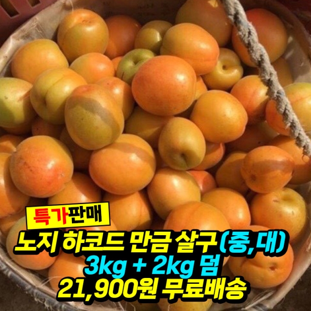 노지 하코드 만금 살구(중,대) 3kg+2kg 덤
