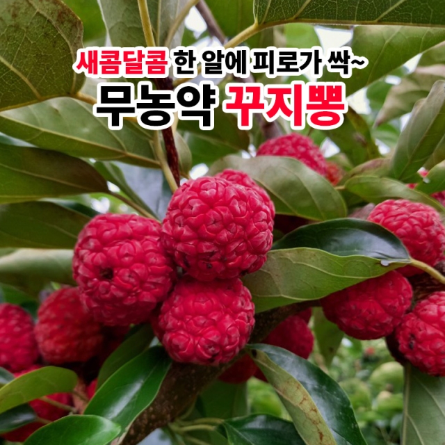 신이 내린 선물 자연 무농약 꾸지뽕