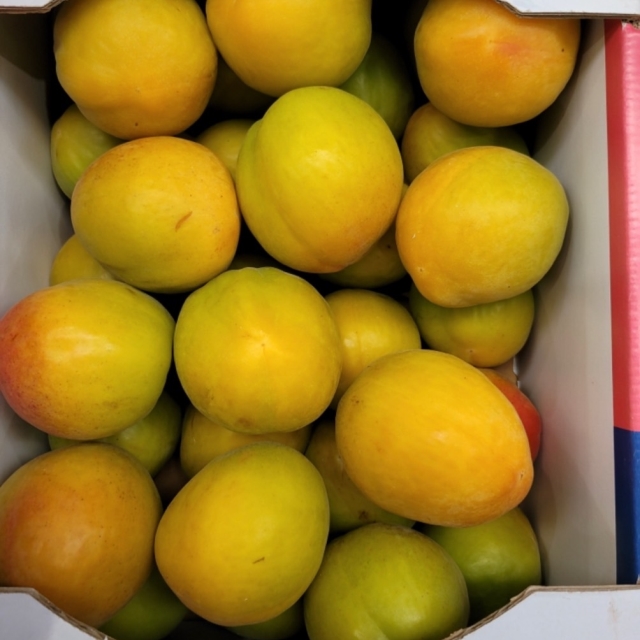 살구자두 신품종 플럼코트 2kg