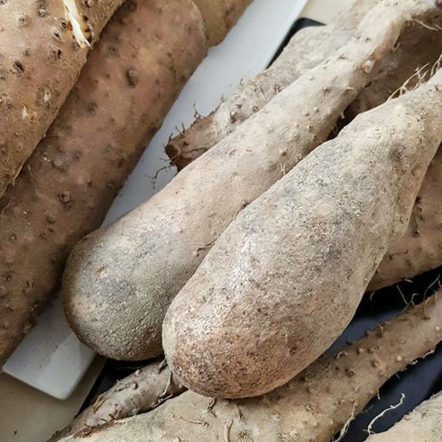 산에서 나는 장어! 손질 산약마