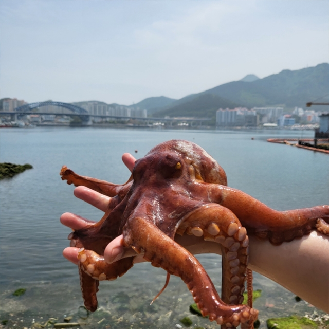 새벽조업 여수 돌문어 생물 산지직송