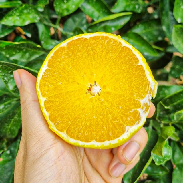  산지직송 제주 황금향 가정용 선물용