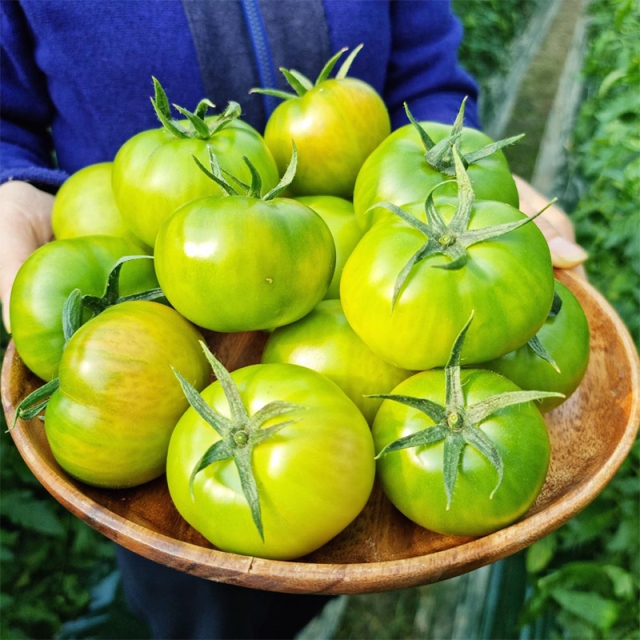 [인생토마토!! 단맛,신맛,짠맛 3박자를 모두 가진 풍부한 맛♥] 부산 대저 토마토