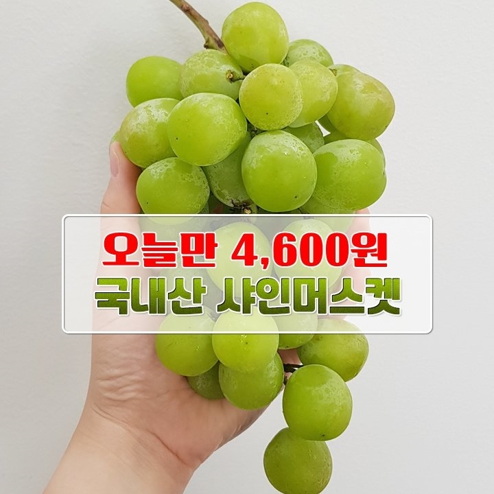 샤인머스켓 1.2kg(2~3과)		