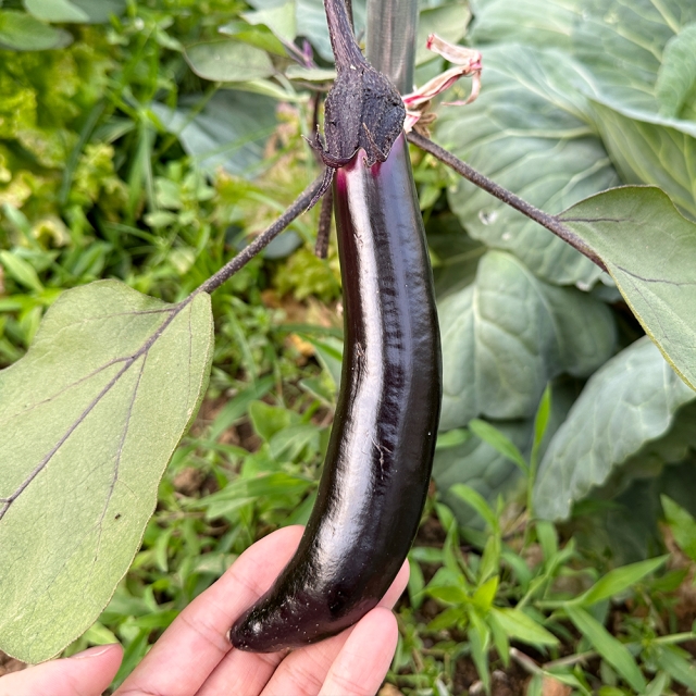 맛 좋은 특품 가지