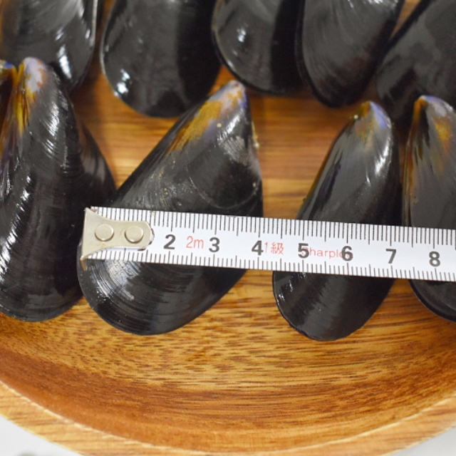 통통 다듬이 홍합4kg