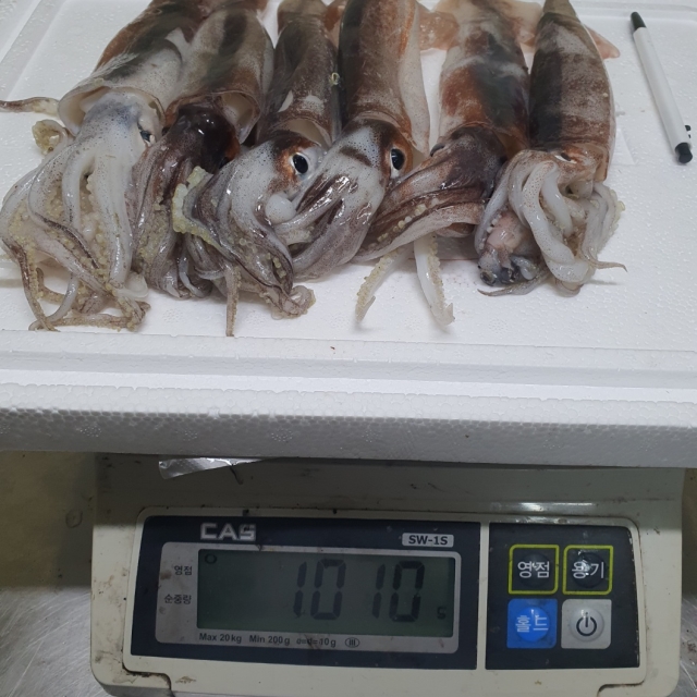 생물 활 오징어 1kg (6-8미)