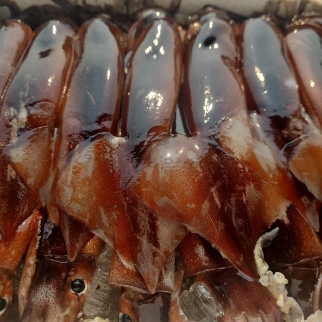생물 초코오징어 1kg (4-5미 내외)