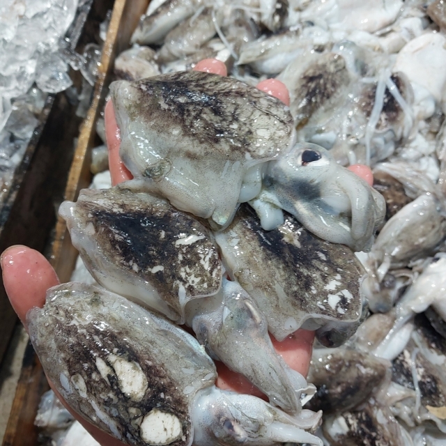 한입 생물 갑오징어 1kg (14미내외)