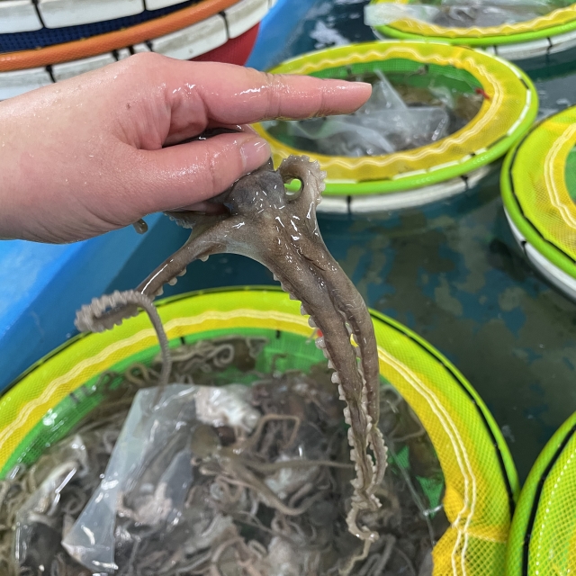 목포 활 중소낙지 5마리