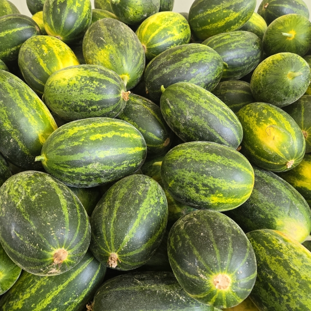 파파야멜론 2kg [3-7과]