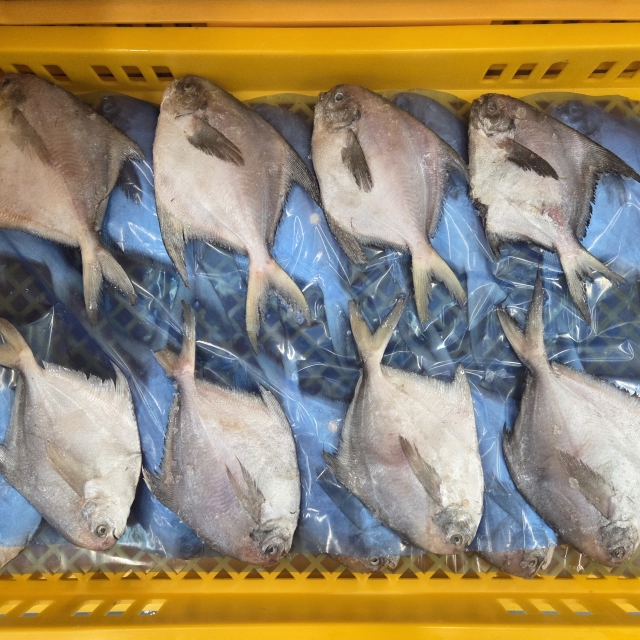 횟감 가능한 급냉 병어 2kg