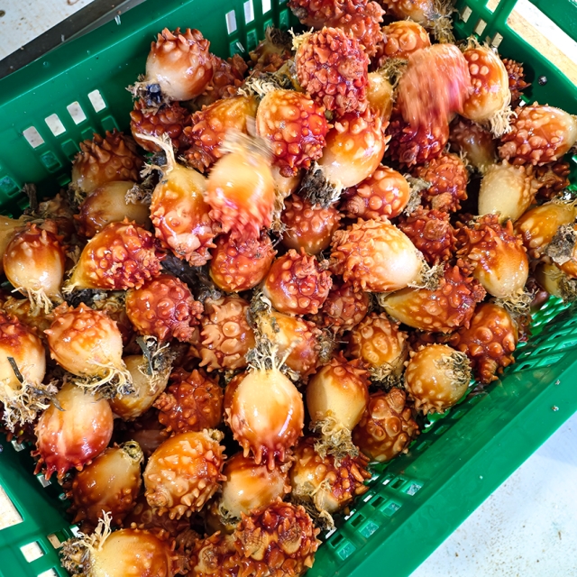 국내산 통멍게 1kg