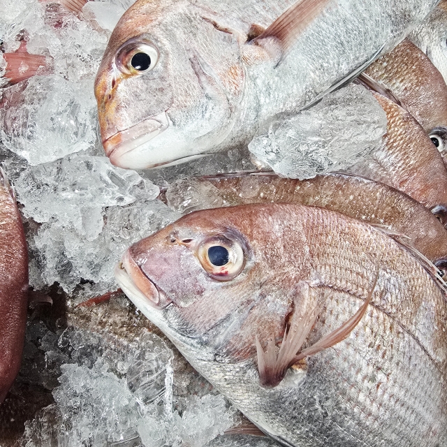 싱싱한 생물 참돔 2미