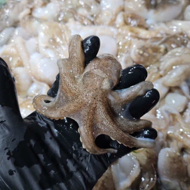 생물 쭈꾸미 1kg