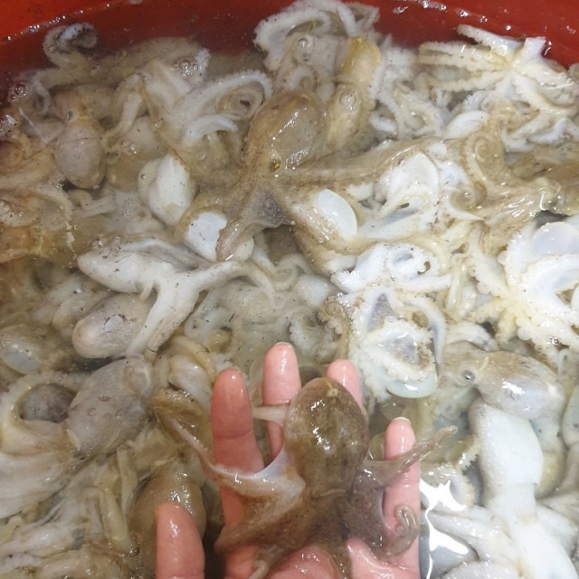 국내산 쭈꾸미 1kg (10미 내외)