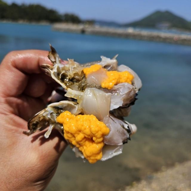 봄 활 암꽃게 1kg (4-6미)
