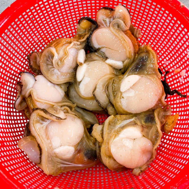 손질 키조개 1kg