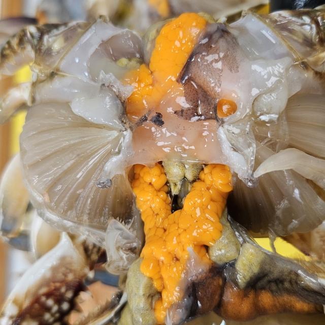 활암꽃게 (5-6미) 1kg