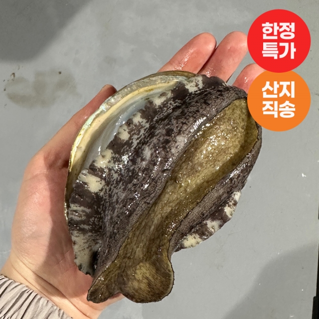 완도 대전복 1kg (7-9미)