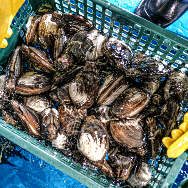 자연산 왕우럭조개/코끼리 조개 1kg(2-3미)