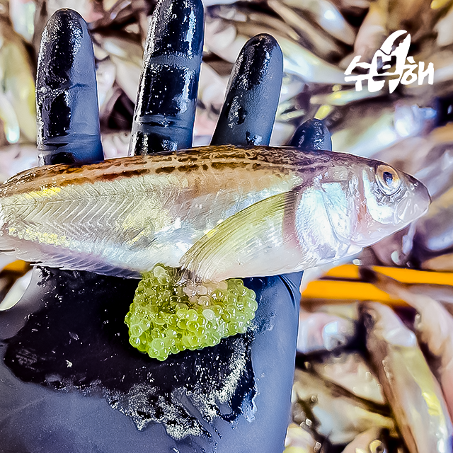 동해안 알배기 도루묵 500g 