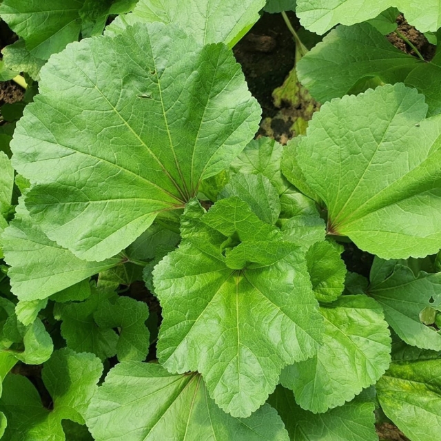 시골아욱