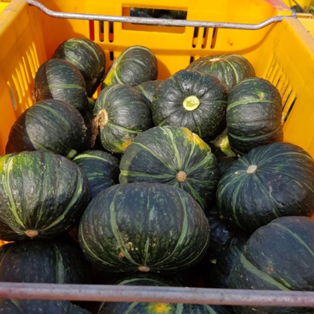 파근파근 달콤한 제주 미니 밤호박 2kg / 4kg