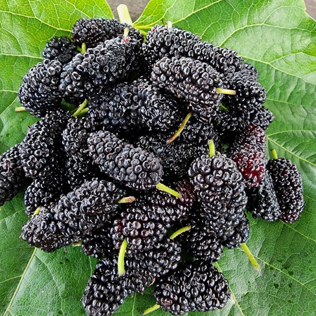 보은오디 