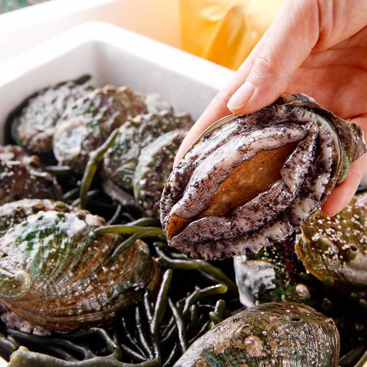 완도 활 전복 1kg (소/중/대/특대) + 선물포장