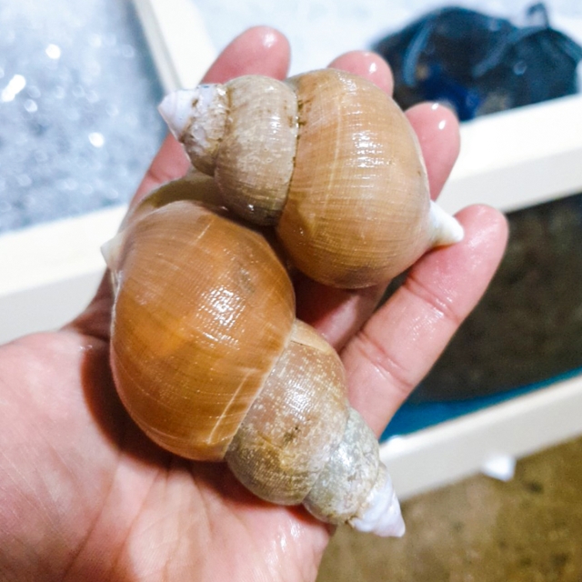 [당일 조업] 동해안 자연산 백고동 1kg