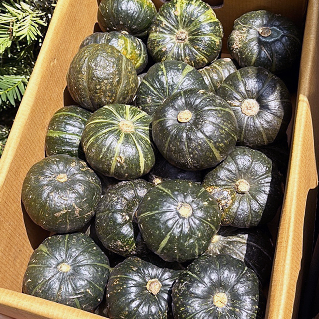 [한정수량] 제주 못난이 밤호박 긴급 특가 3kg/6kg