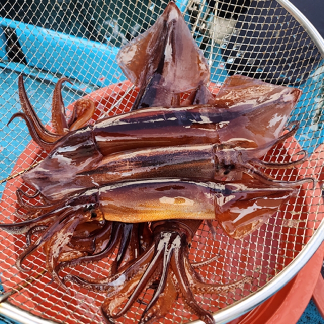 서해안 자연산 활 오징어 1kg 3-5미 / 싱싱한 햇 오징어