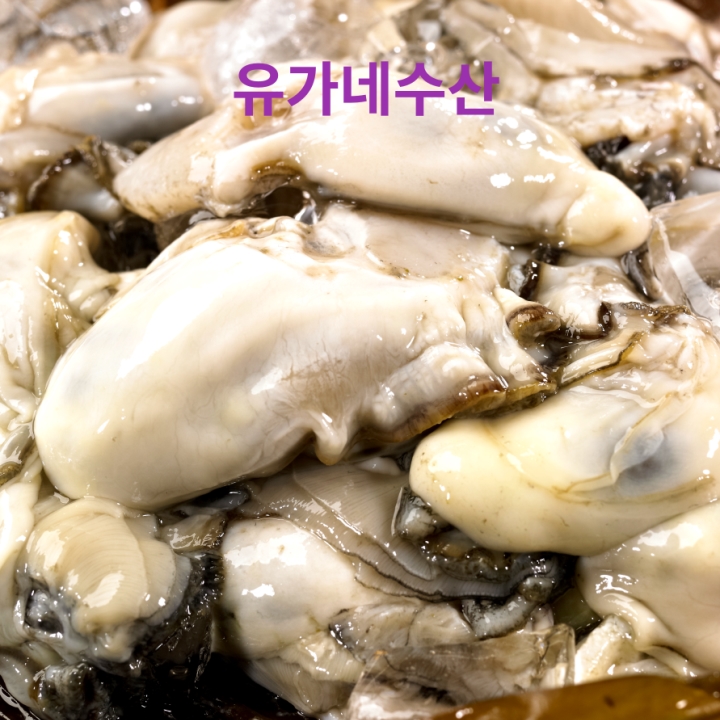 통영산생굴