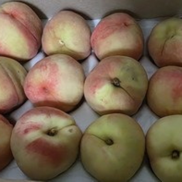 2025090803342779082399830760-ab6c-4f34-9089-030b661bcd28.jpg